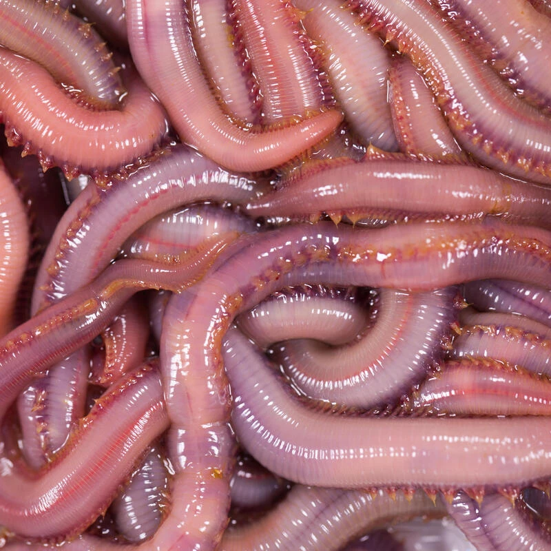 No Brand Appâts Vivants De Pêche En Mer - Vers Américain X7 3 No Brand Appâts Vivants De Pêche En Mer - Vers Américain X7