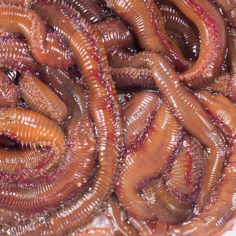 No Brand Appâts Vivants De Pêche En Mer - Vers Mourons (Pistiches) X6/7 3 No Brand Appâts Vivants De Pêche En Mer - Vers Mourons (Pistiches) X6/7