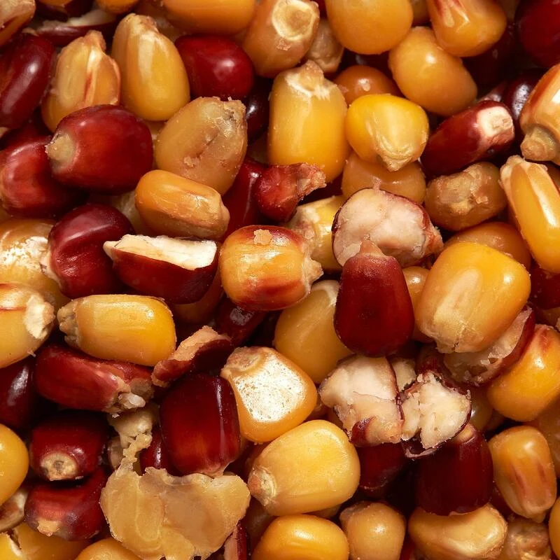 Maïs Cuit Jaune Et Rouge 1kg Graines Pêche De La Carpe 4 Maïs Cuit Jaune Et Rouge 1kg Graines Pêche De La Carpe – Image 2