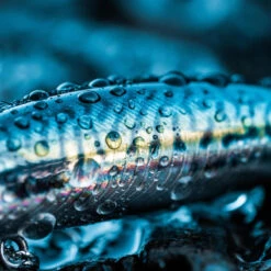 Poisson Nageur SAXTON 75S MAQUEREAU VERT Pêche Au Leurre En Mer -Pêche Soldes poisson nageur saxton 75s maquereau vert peche au leurre en mer 4